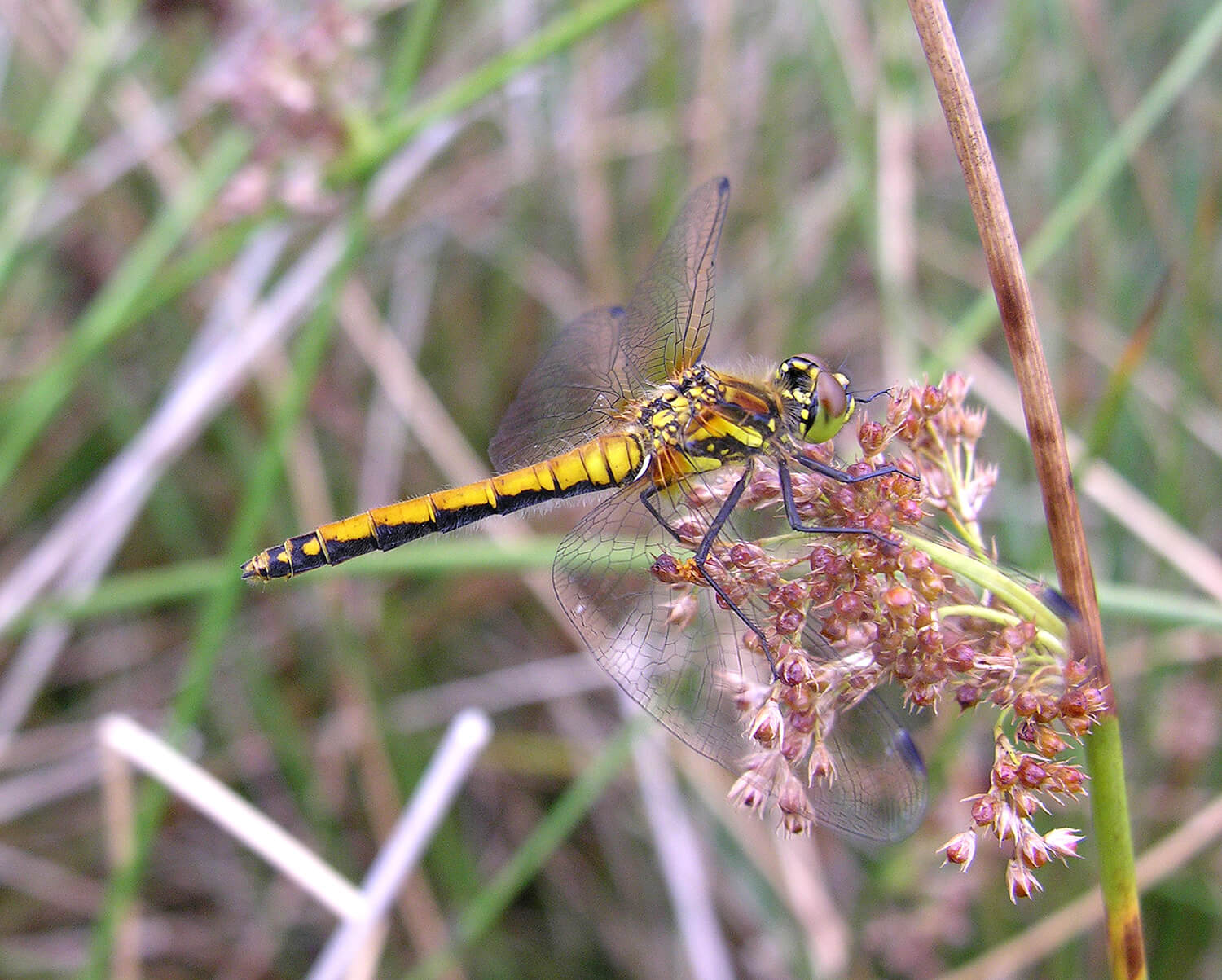 Female Black Darter by David Kitching